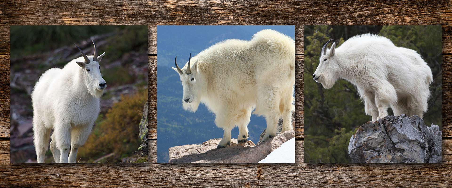 Goat Hunts Goat Hunts