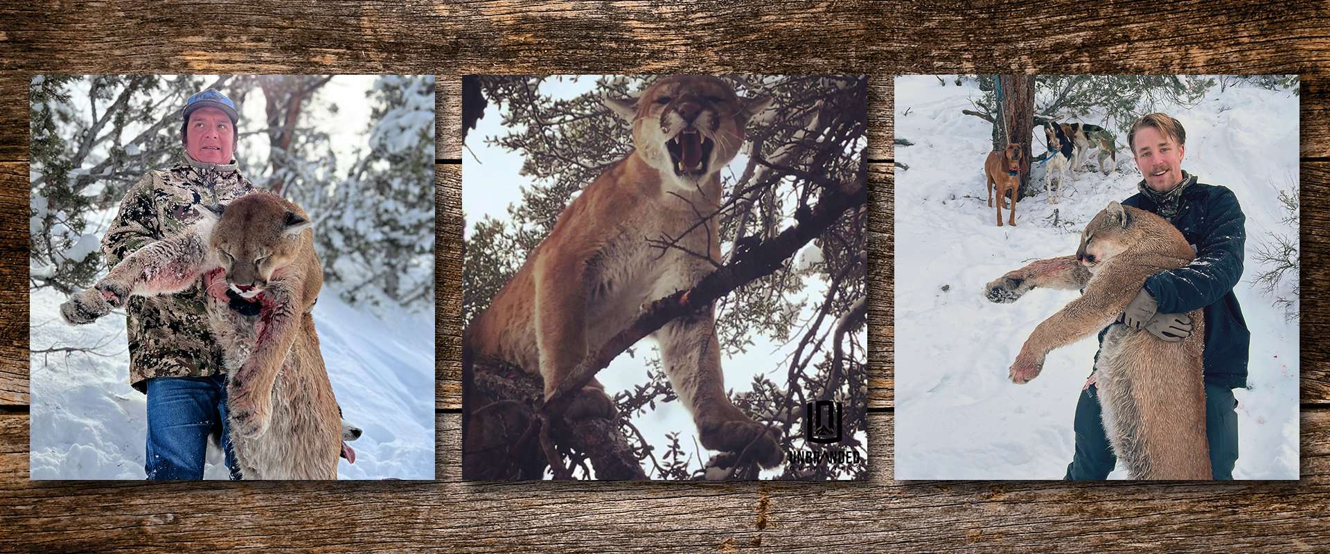 Lion Hunts Lion Hunts