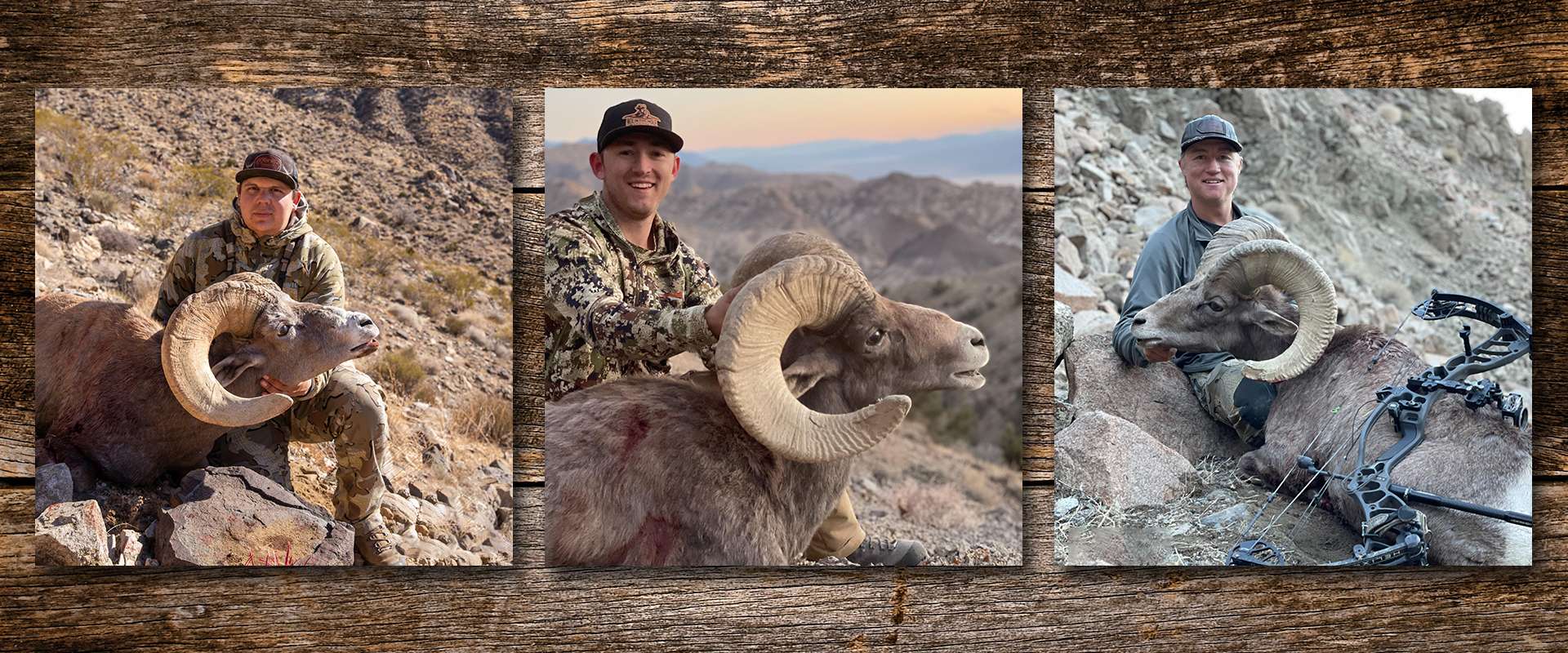 Sheep Hunts Sheep Hunts